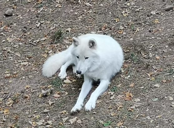 Loup blanc couché