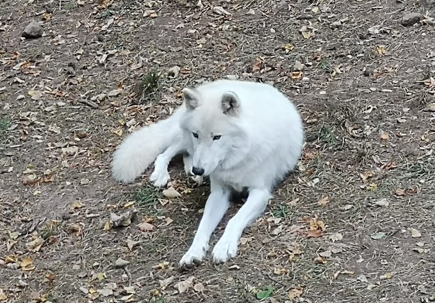Loup blanc couché