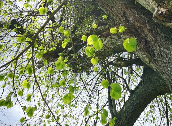 Branches Hêtre Vresse