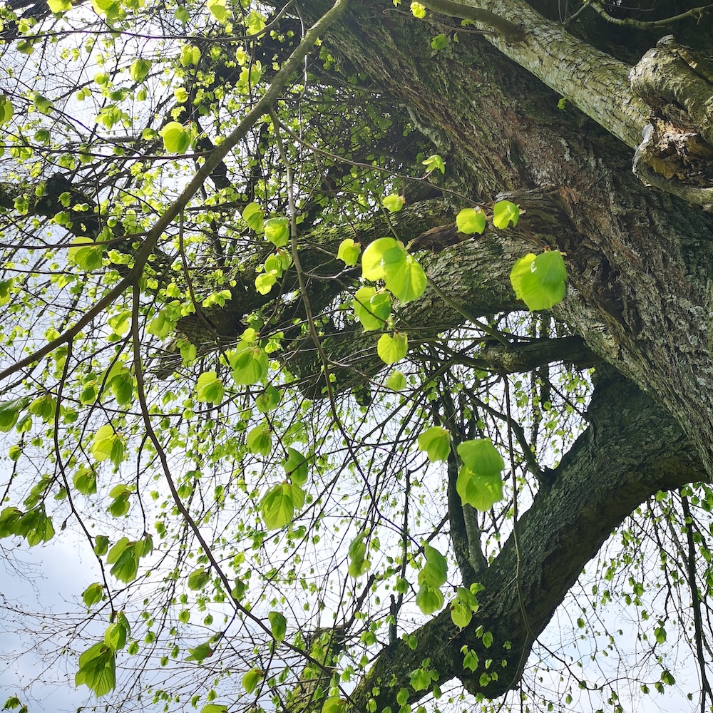 Branches Hêtre Vresse