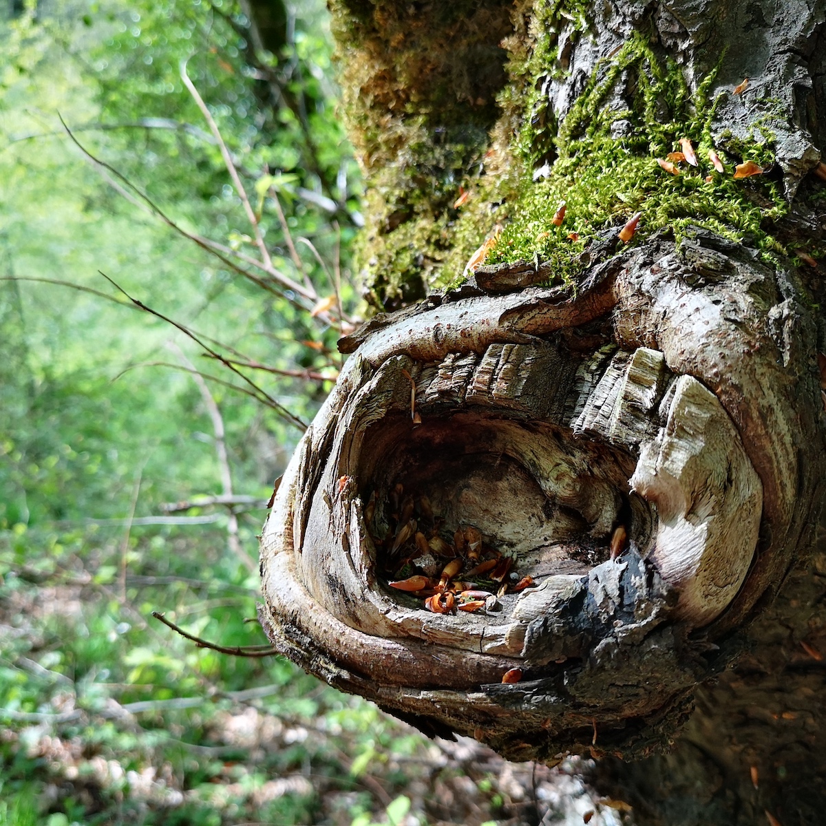 Coupe Arbre Belvaux
