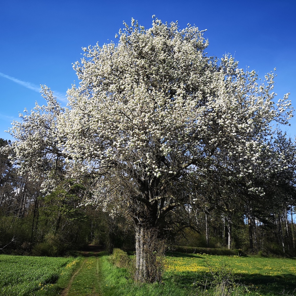 Pommier Froidlieu
