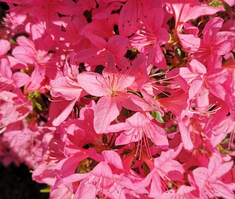 Rhododindron fuschia