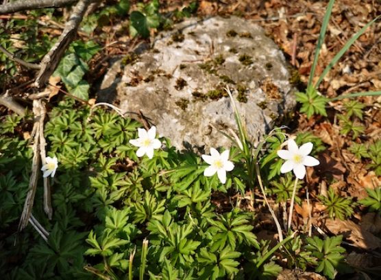Fleurs blanches pierre 2