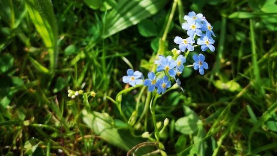 Fleurs bleue