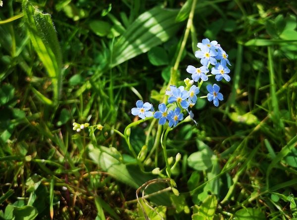Fleurs bleue