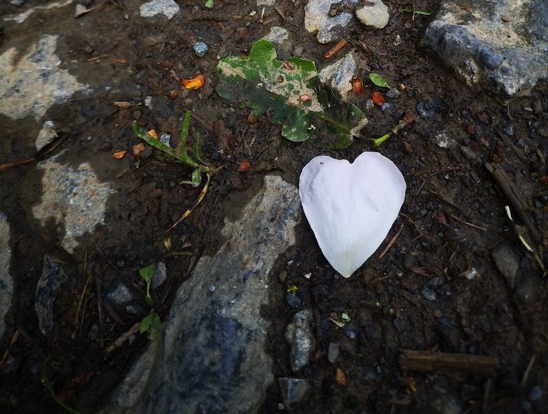 coeur pétaleIMG_20250528_170249