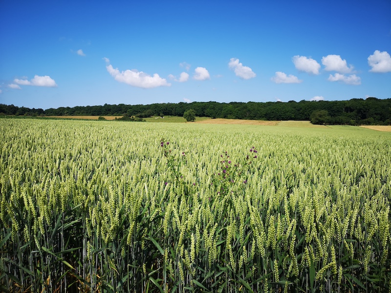 Blé IMG_20250616_113619