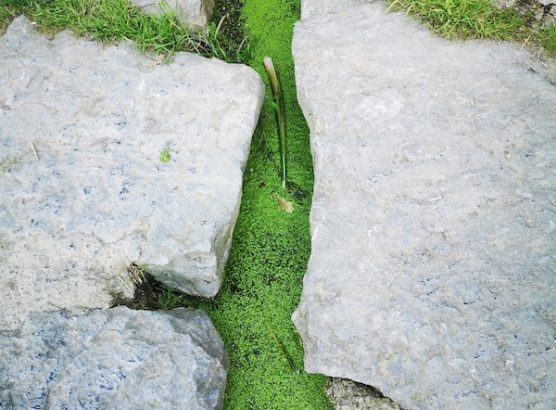Eau verte rocheIMG_20250807_183930