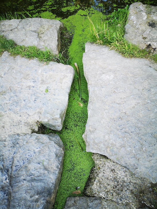 Eau verte rocheIMG_20250807_183930