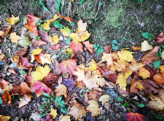 Feuilles automneIMG_20251016_174020