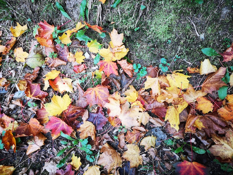 Feuilles automneIMG_20251016_174020