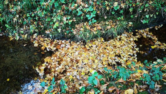Feuilles mortes IMG_20251020_163621