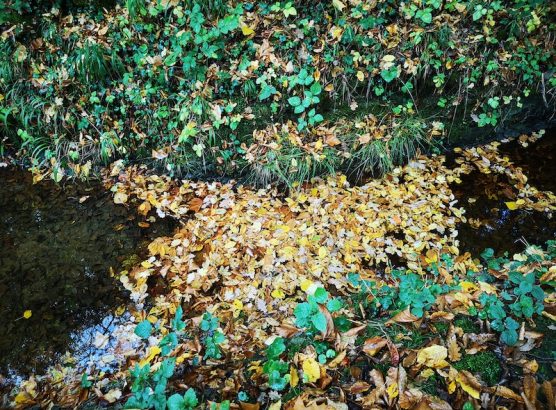 Feuilles mortes IMG_20251020_163621