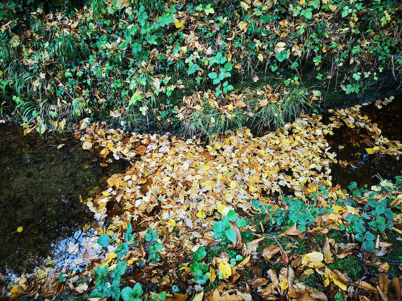 Feuilles mortes IMG_20251020_163621