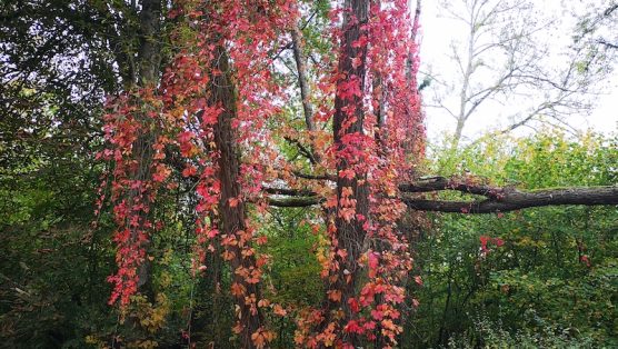 lierre rouge IMG_20251013_121441