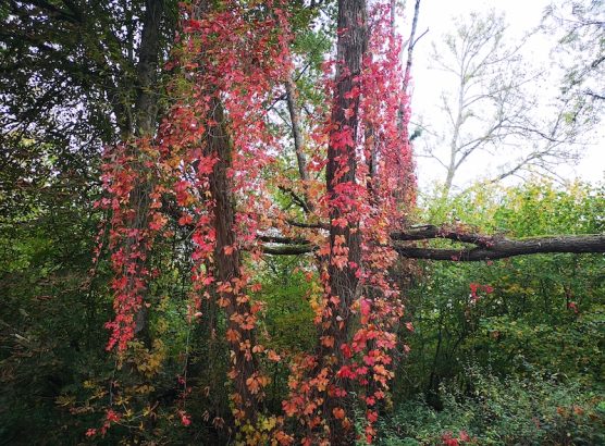 lierre rouge IMG_20251013_121441