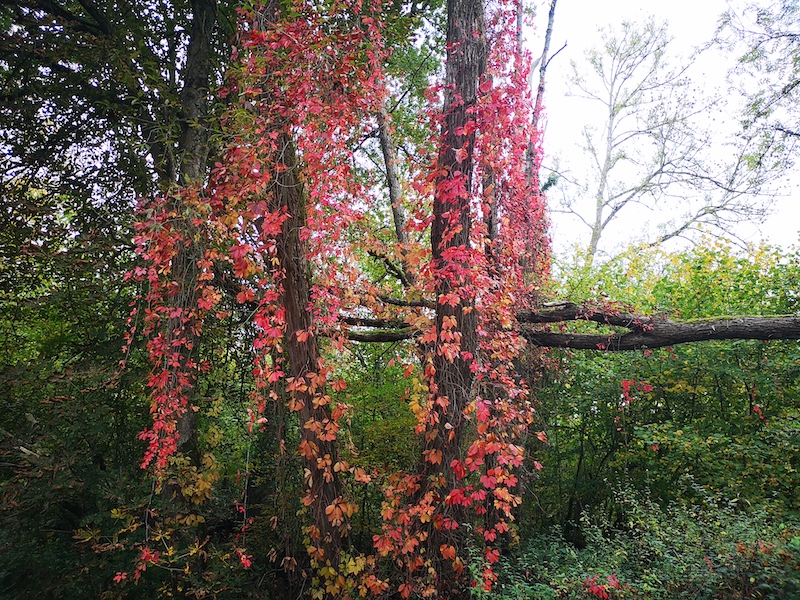 lierre rouge IMG_20251013_121441