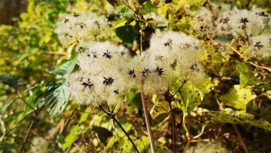 fleurs blanches IMG_20251106_141507