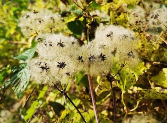 fleurs blanches IMG_20251106_141507