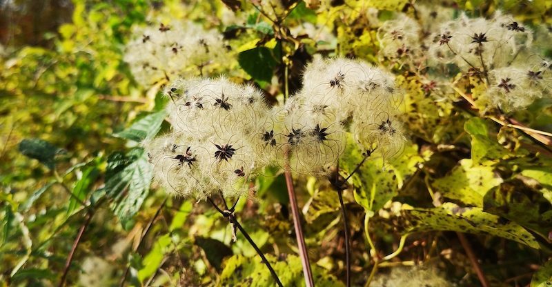 fleurs blanches IMG_20251106_141507